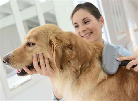  Brush your dog several times a week and take them to a groomer several times a year every three to four months is recommended for a full bath, help with deshedding, and to trim up any fur that may be making them uncomfortable or getting in their eyes