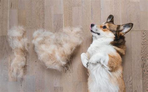  Brushing a few times a week and daily brushing during seasonal shedding along with a bath as needed is usually enough for at-home care