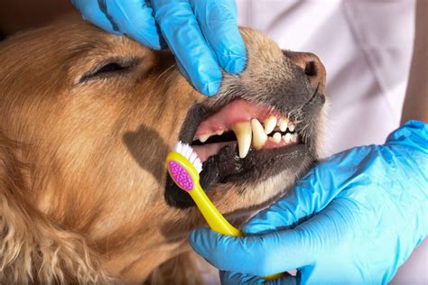  Brushing teeth or using an enzyme toothpaste every day is ideal dental care for dogs and can help prevent painful dental diseases later in life