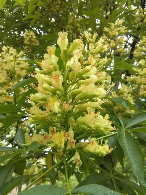  Buckeyes are known for their flower displays in May, and yellow buckeyes are no exception