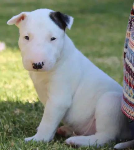  Bull terrier puppies for sale South Africa