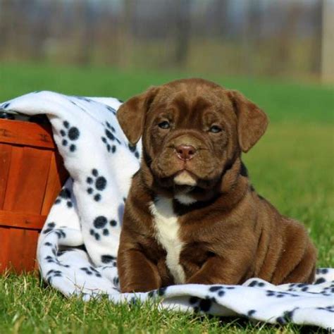  Bullador Puppies for Sale Thanks for visiting our Bullador page! Currently, we do not have any Bullador puppies available, but we can alert you when new Bullador puppies are available! Just enter your email address and click submit! Please enter a valid email address! Related Breeds