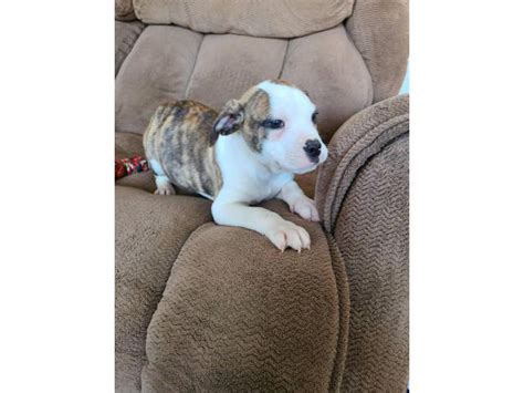  Bullboxer Pit puppies for sale on Puppiessalenearme