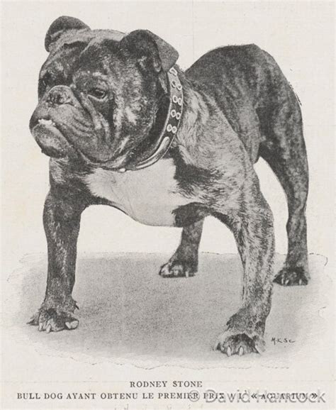 Bulldog Breed History Historical evidence suggests that Bulldogs were originally created in 13th-century England, during the reign of King John, for the sport of Bullbaiting, in which a staked bull fought a pack of dogs, while spectators placed bets on the outcome