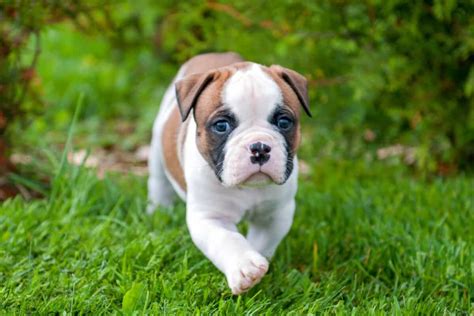 Bulldog Breeders : Our Top 10 Picks! Want to get notified about new arrivals? Sign Up for alerts! Find Puppies and Breeders in North Carolina and helpful information