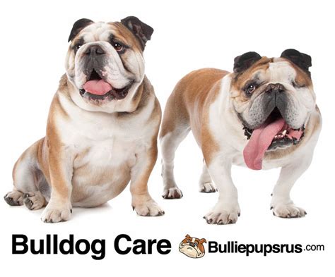  Bulldog Care