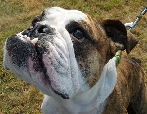  Bulldog Haven NW was founded by a group of experienced Bulldog and Frenchie rescue people and owners from the Pacific Northwest region