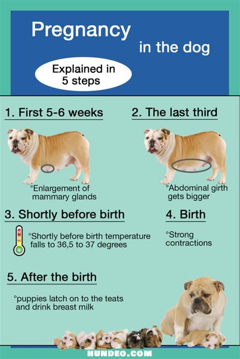  Bulldog Pregnancy and Birth A typical bulldog pregnancy lasts around 63 days