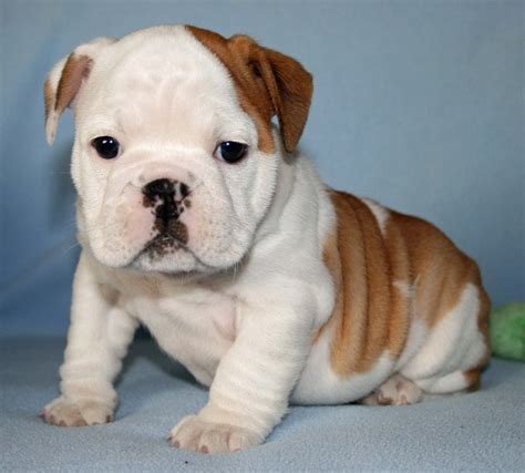 Bulldog Puppies Bulldog puppies are adorable in every way, with their wrinkled noses and floppy ears