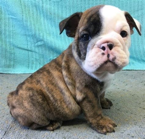  Bulldog Puppies For Sale in Indiana