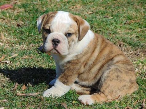  Bulldog Puppies for Sale in Alabama