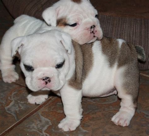  Bulldog Puppies for Sale in Georgia