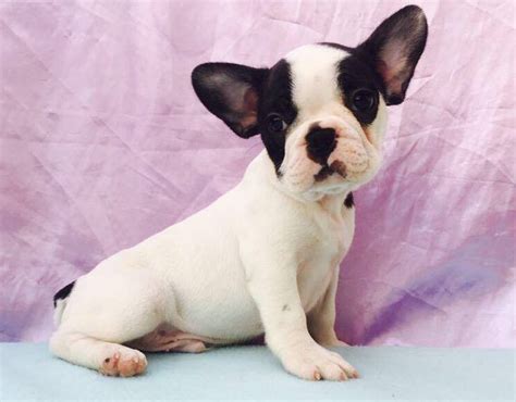 Bulldog Puppies for Sale in South Carolina
