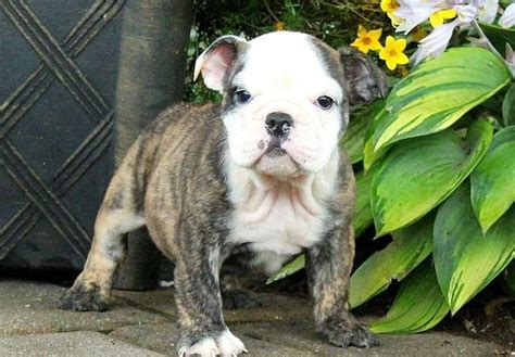  Bulldog Puppies for Sale in West Virginia