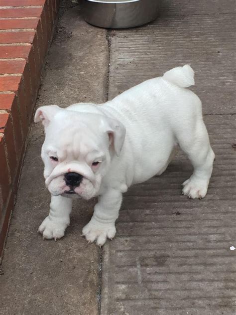  Bulldog Puppies for sale in Rochester, New York