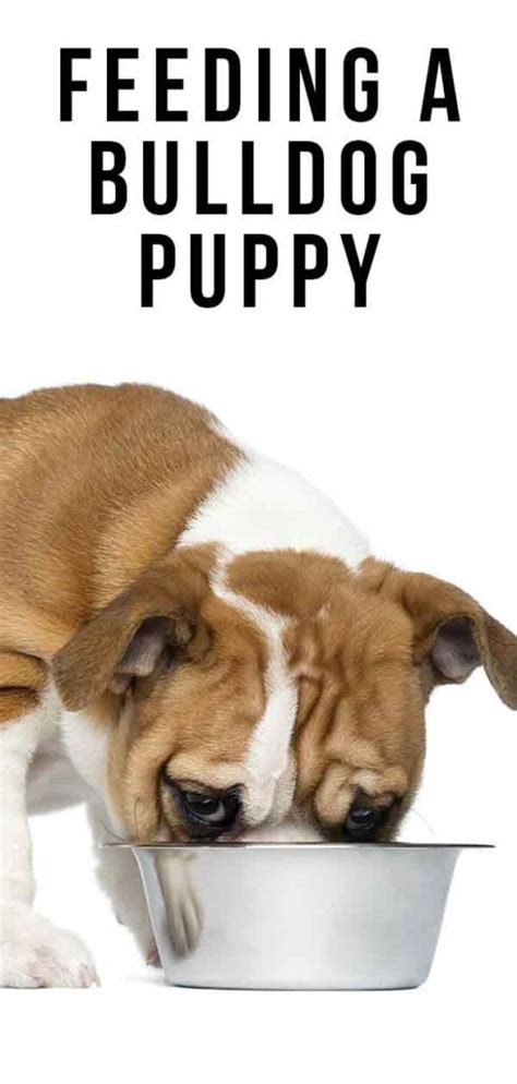  Bulldog Puppy Diets The sheer number of different puppy foods to choose from can be overwhelming