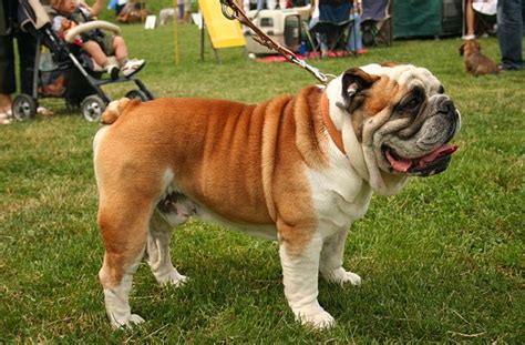  Bulldog Size A medium-sized breed, Bulldogs are known for their sturdy and compact build