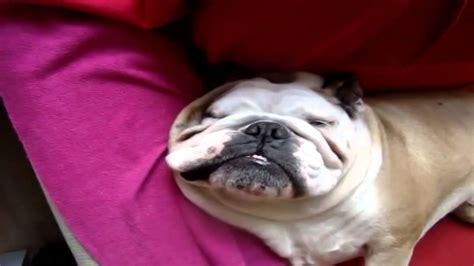  Bulldog Snoring and Sleep Apnea Light snoring in your Bulldog is usually not something to worry about, but heavy snoring may be a bigger problem
