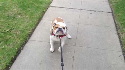  Bulldog Stubbornness The bulldog is very stubborn by nature, and selective deafness is a prominent trait