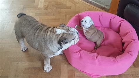  Bulldog mom has to have a great maternal instinct