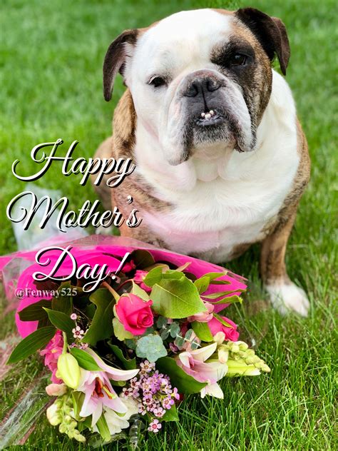  Bulldog mom has to have a great personality