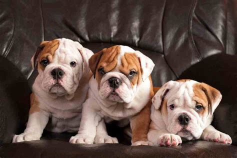  Bulldog puppies can eat and often consume more than they should wo we don