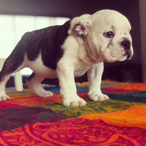  Bulldog puppies for sale San Francisco from mills are often very sickly due to their mistreatment, with some even suffering life-threatening issues that require thousands of dollars of vet treatment