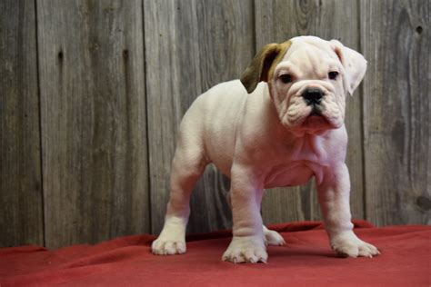  Bulldog puppies in West Chester, OH