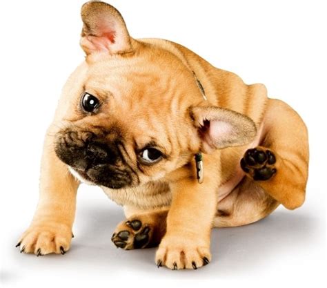  Bulldogges are very often afflicted by allergies, which cause itching and inflammation in the ears and elsewhere
