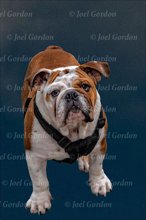  Bulldogs are a people-oriented, loyal and devoted watchdogs that love to nap by your side