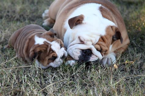  Bulldogs are a super popular breed so you should have too much trouble finding Bulldogs for sale in Austin