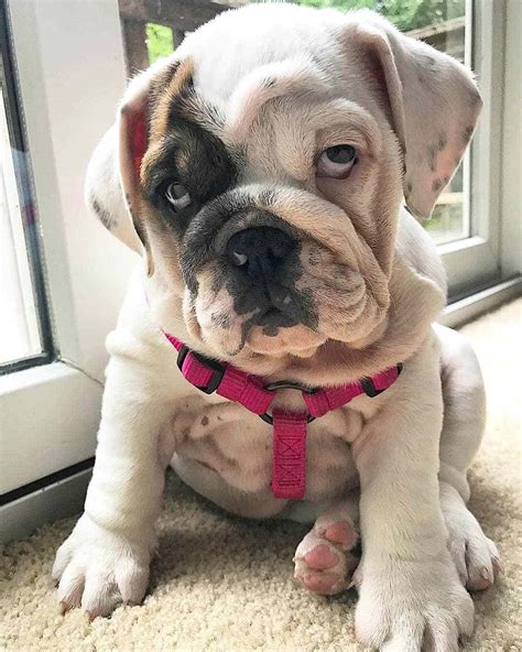  Bulldogs are affectionate and gentle pups with simple personalities
