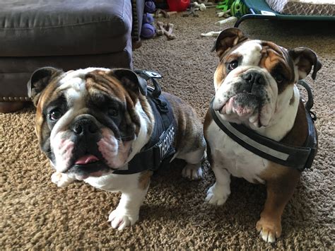 Bulldogs are aggressive but can learn to be loving and friendlier with proper training
