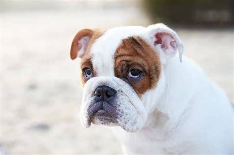  Bulldogs are famous for their gentle nature, fondness of children, and clownish antics