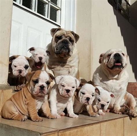  Bulldogs are mainly known for their good courage and guarding abilities