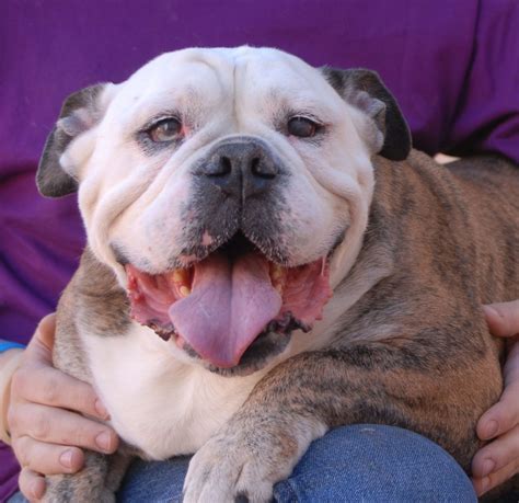  Bulldogs are mostly docile and well-behaved, choosing sleep over other popular canine activities
