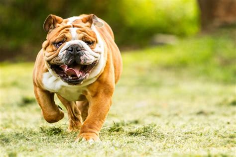  Bulldogs are typically low energy but they need daily exercise to stay healthy