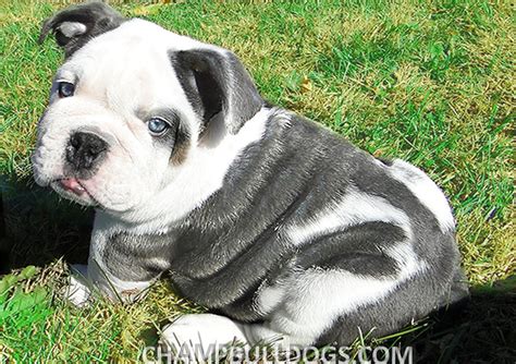  Bulldogs can move swiftly and make sudden leaps, which accounts for their surprising agility and cleverness
