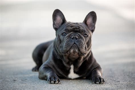  Bulldogs cost more to buy than many other breeds