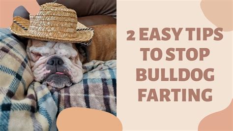  Bulldogs fart excessively because they tend to have highly sensitive stomachs