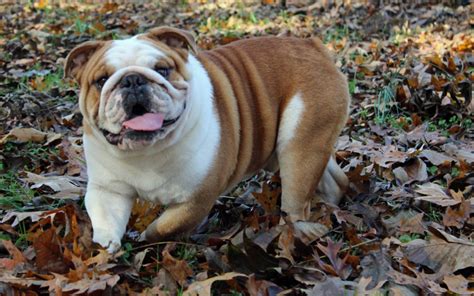 Bulldogs from reputable breeders cost more due to high breeding expenses