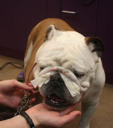  Bulldogs have such jowly facial folds that they need to have their teeth brushed and their facial folds cleaned out on a daily basis