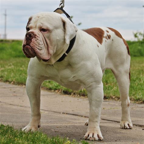  Bulldogs have typically wide heads and shoulders