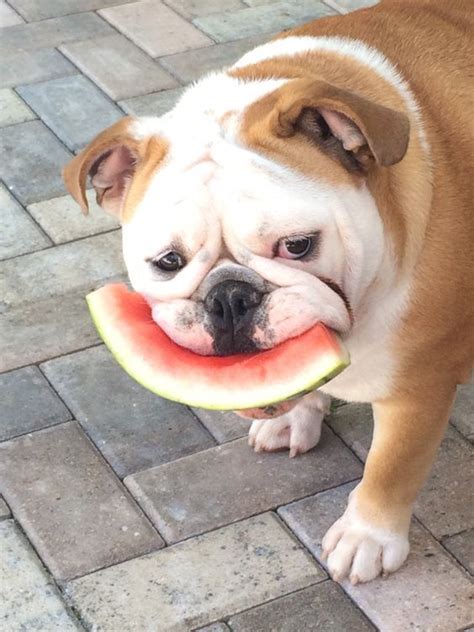  Bulldogs need a good healthy diet and plenty of cool clean water daily