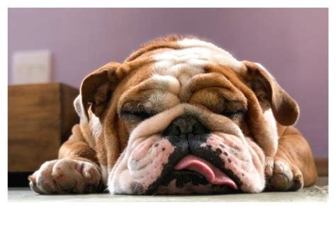  Bulldogs only need 15 minutes of exercise a day