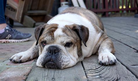  Bulldogs that have genetic issues will tend to have a smaller puppy count