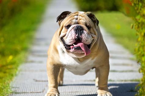 Bulldogs today are friendly and gentle kind dogs who love human company