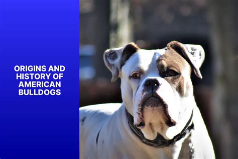  Bulldogs trace their origins back to 16th century England where they were bred for bull