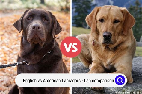  Bulldogs vs Labradors These two breeds were created for very different purposes but both have evolved from their original jobs to become beloved canine companions