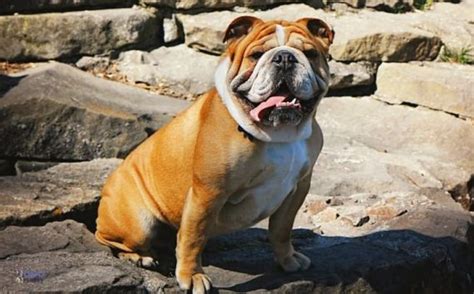  Bulldogs were originally bred as working farm dogs to help butchers control livestock